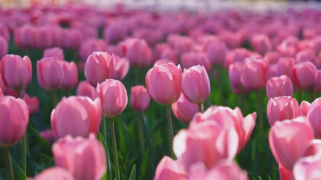 無綫新聞 TVB News