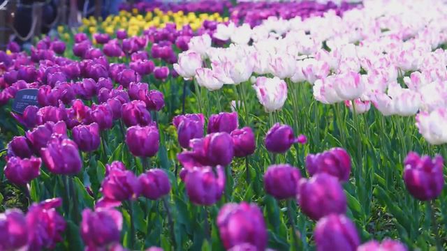 無綫新聞 TVB News