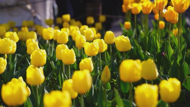 無綫新聞 TVB News