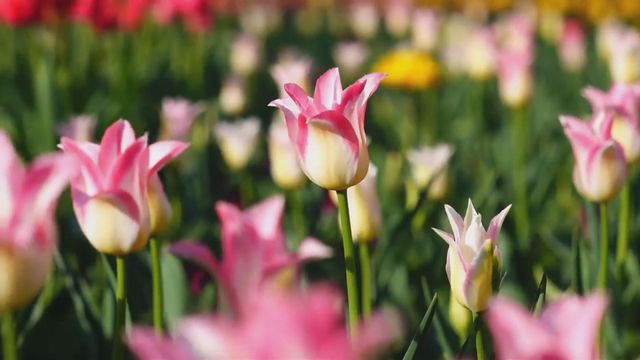 無綫新聞 TVB News