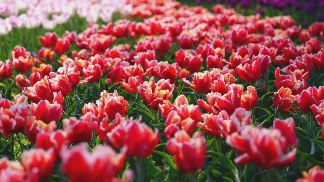 無綫新聞 TVB News