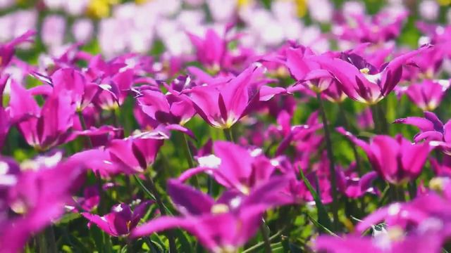 無綫新聞 TVB News