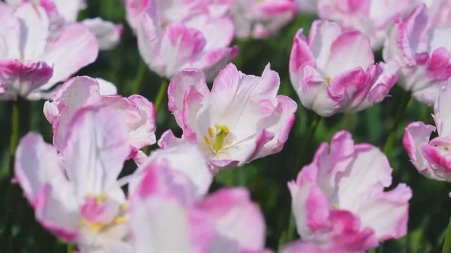 無綫新聞 TVB News