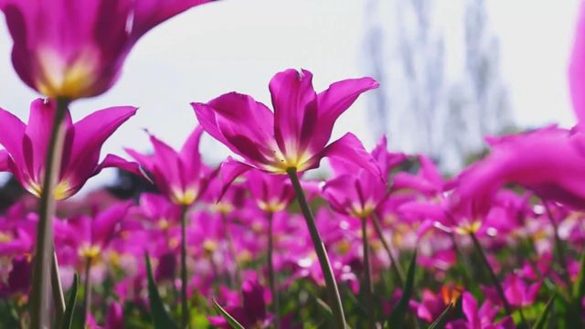 無綫新聞 TVB News