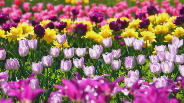 無綫新聞 TVB News