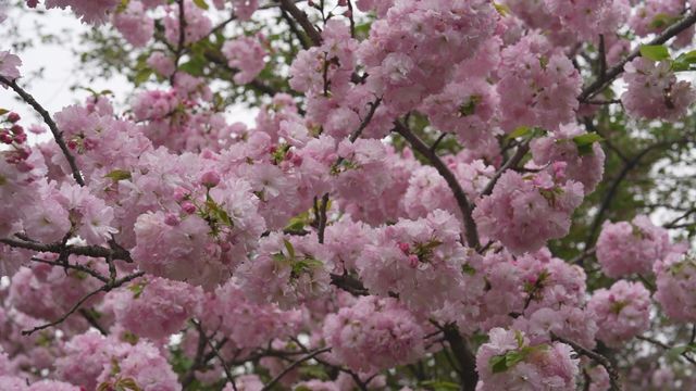 無綫新聞 TVB News