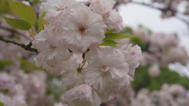 無綫新聞 TVB News