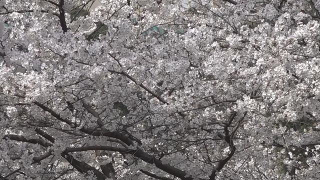 無綫新聞 TVB News