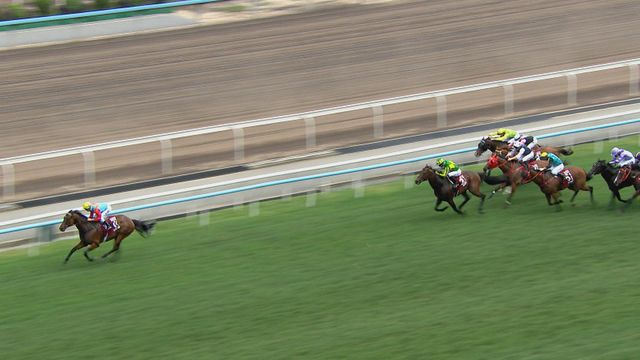 香港馬王「嘉應高昇」勝出「主席短途獎」　蟬聯短途三冠