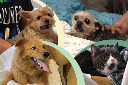 無綫新聞 TVB News