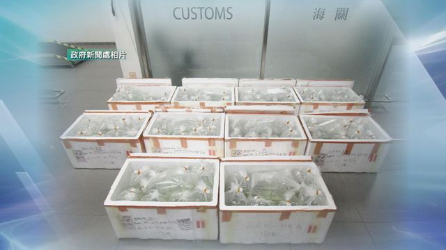 海關港珠澳大橋香港口岸檢獲過千條瀕危物種巨骨舌魚　26歲男司機被捕