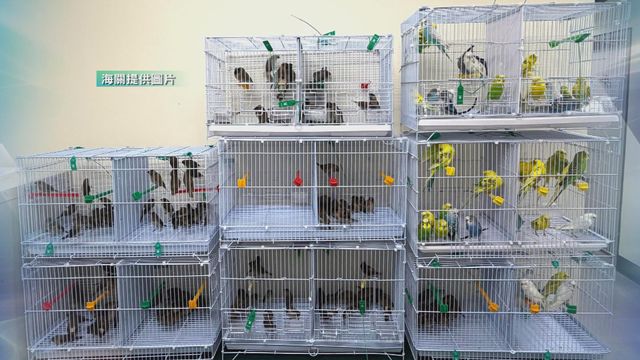 海關在落馬洲支線管制站檢獲一批活雀鳥　估計約值4.8萬