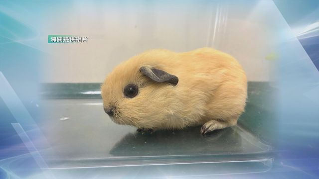 46歲女子落馬洲涉偷運七隻動物入境被捕