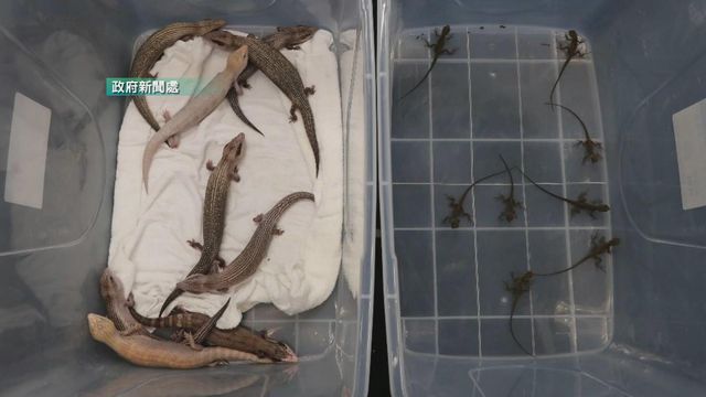 海關深圳灣口岸檢獲懷疑受管制瀕危蜥蜴　總值約5.1萬元