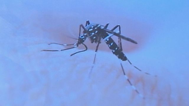 大圍白紋伊蚊誘蚊器指數高達46%　6區指數超過20%