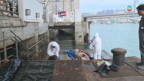 水警青衣貨櫃碼頭對出海面撈起小抹香鯨屍體