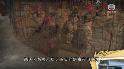 內地通報：江蘇常州女確診全球首宗人類感染甲型禽流H7N4