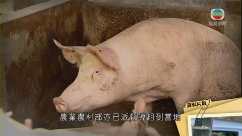 食環署：所有供港內地豬場未受非洲豬瘟疫情影響