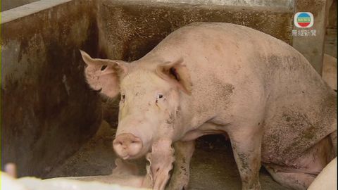 業界指上水屠房今日完成消毒清潔 料下周一有鮮豬肉供應市場