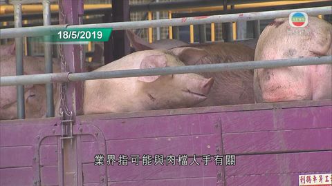 上水屠房拍賣本地和內地豬 業界指每擔豬肉最平2500元