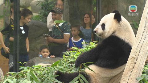 海洋公園指大熊貓盈盈出現典型妊娠症狀 不排除為假懷孕現象
