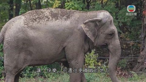 《世界觀》：大象應否視為「人」？